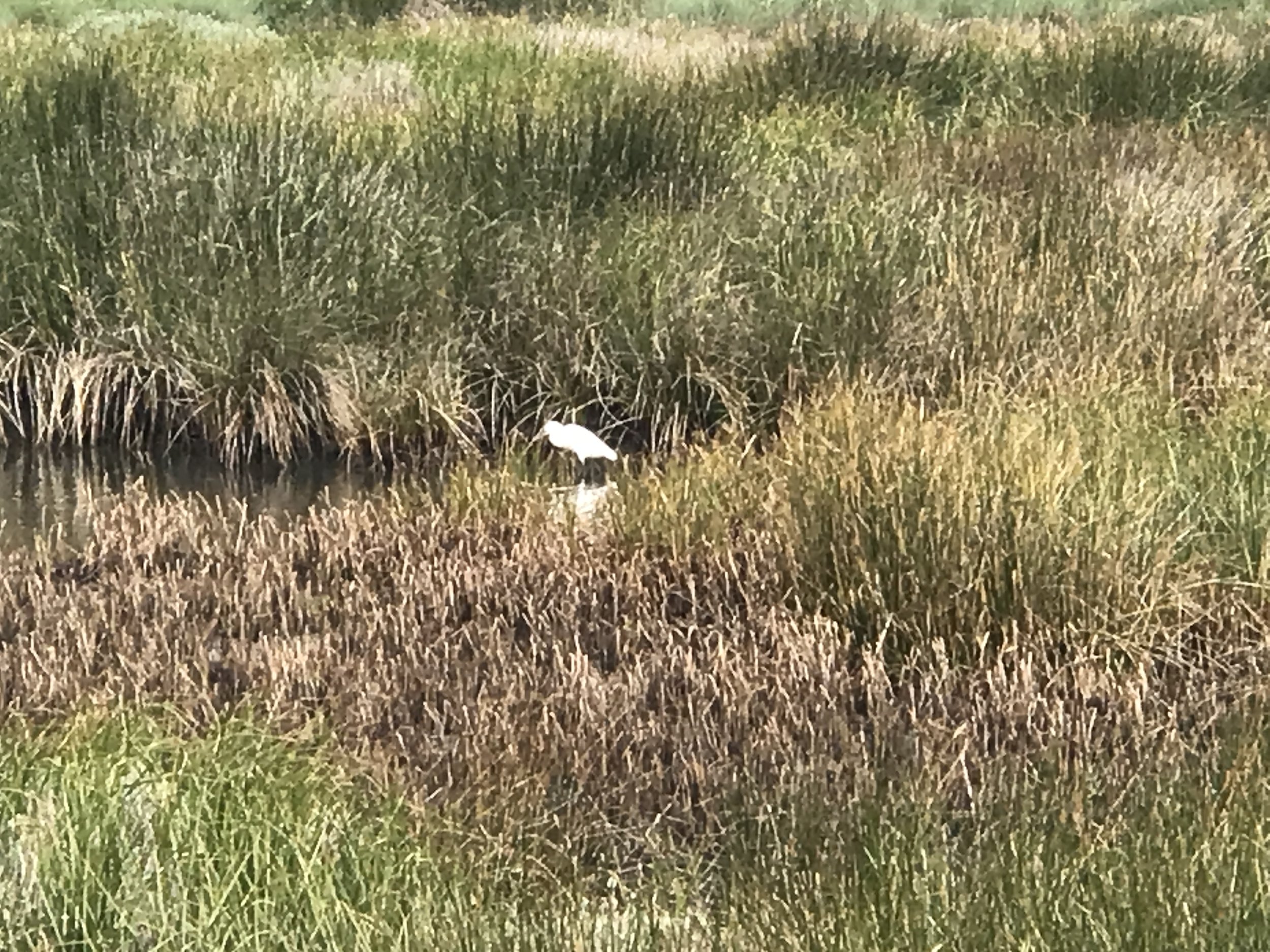 bird estuary.JPG