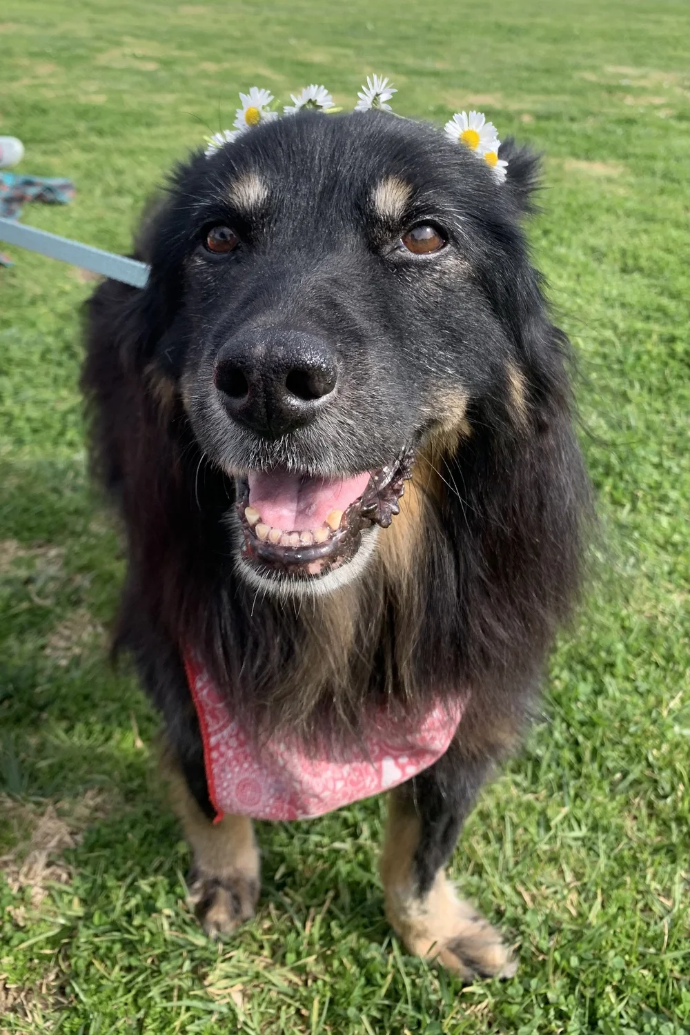 Sadie in Whidbey Island, WA  