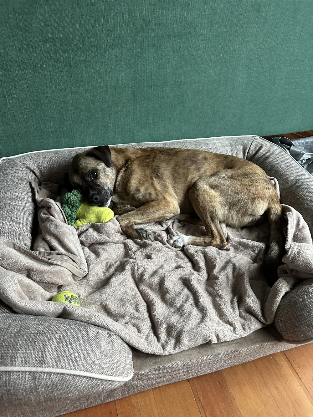 Jasper in Portland, OR