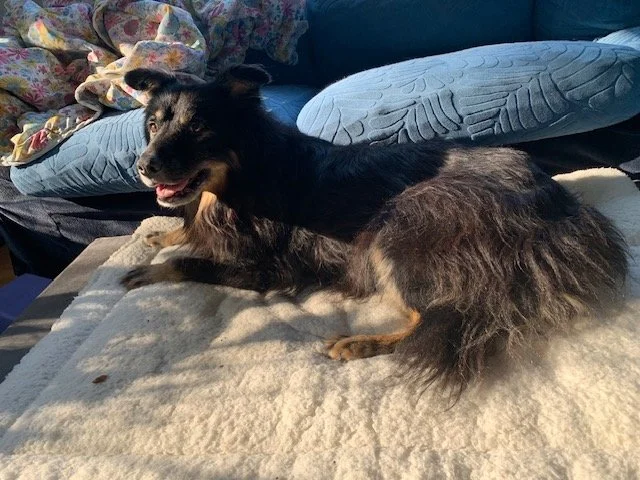 Sadie, Whidbey Island WA