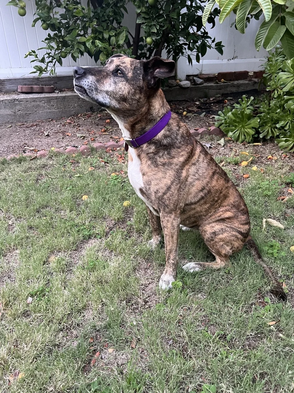 Olive, Encinitas, CA