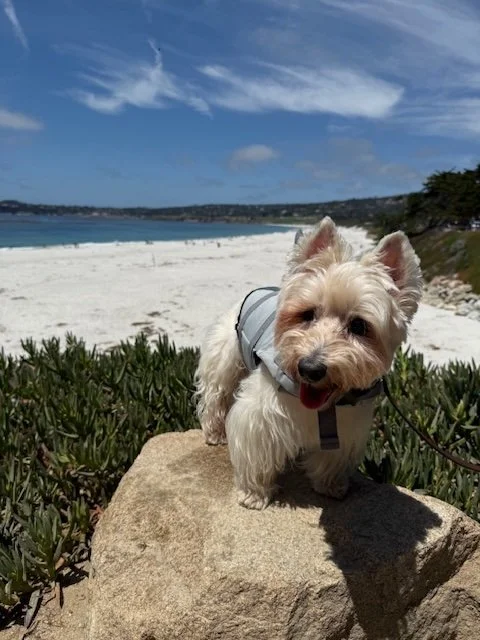 Bruno in Vancouver, WA