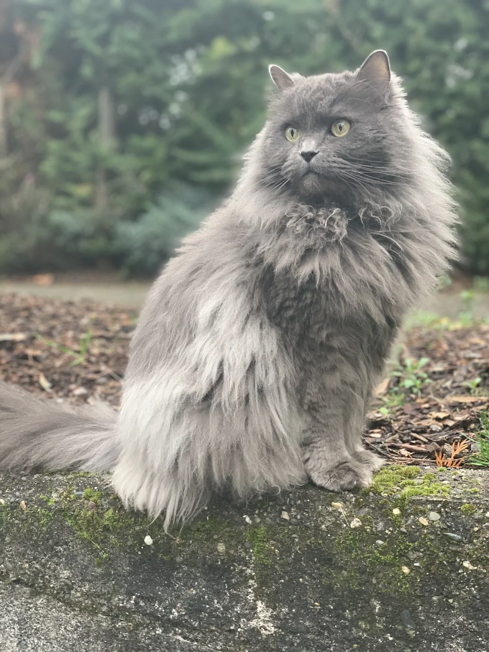 Houdini in Seattle, WA