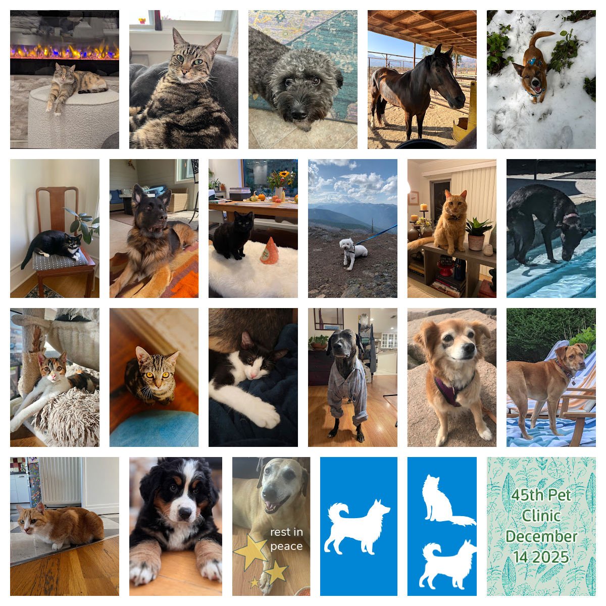 Pet Clinic December 14 &amp; 15 2025 - General Notes 