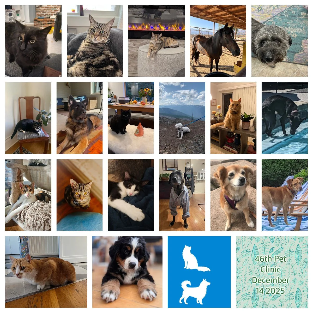 Pet Clinic January 15&amp;16 2026 - General Notes 