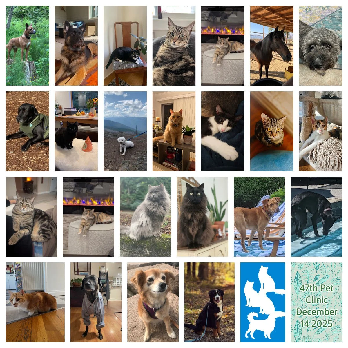 Pet Clinic February 12&amp;13 2026 - General Notes 