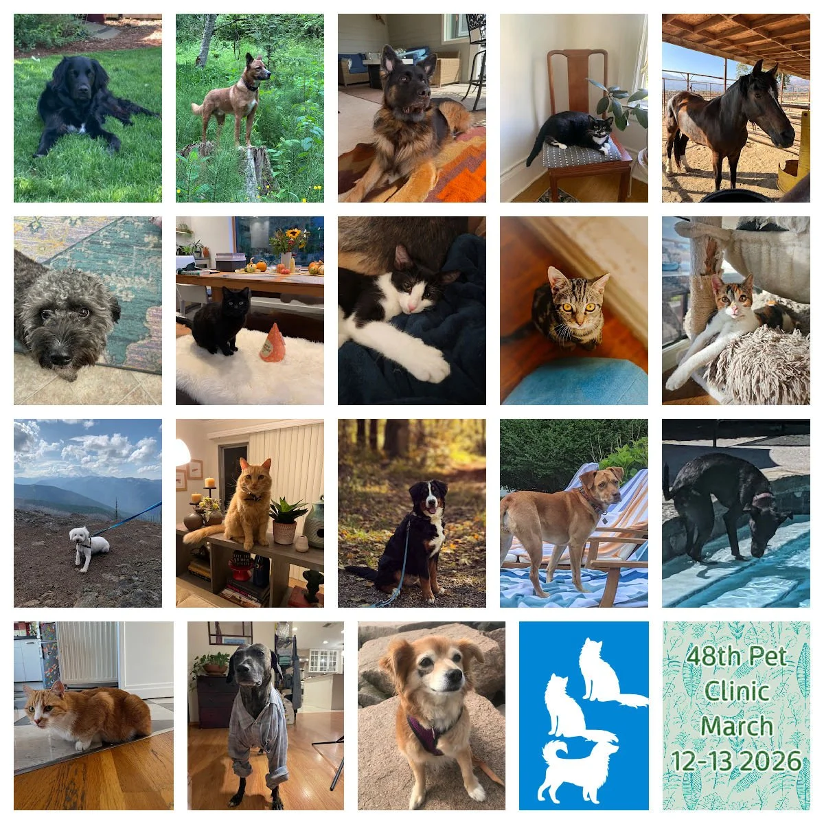 Pet Clinic March 12&amp;13 2026 - General Notes 