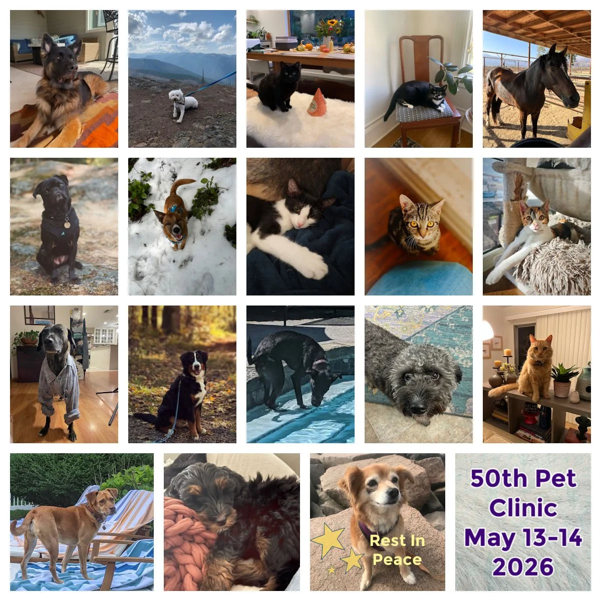 Pet Clinic May 13&amp;14 2026 - General Notes 