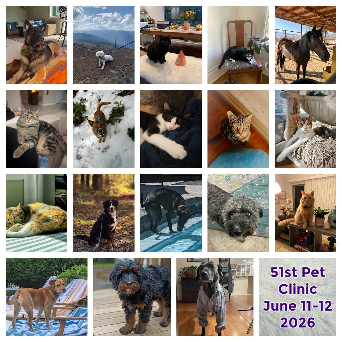 Pet Clinic June 11&amp;12 2026 - General Notes 