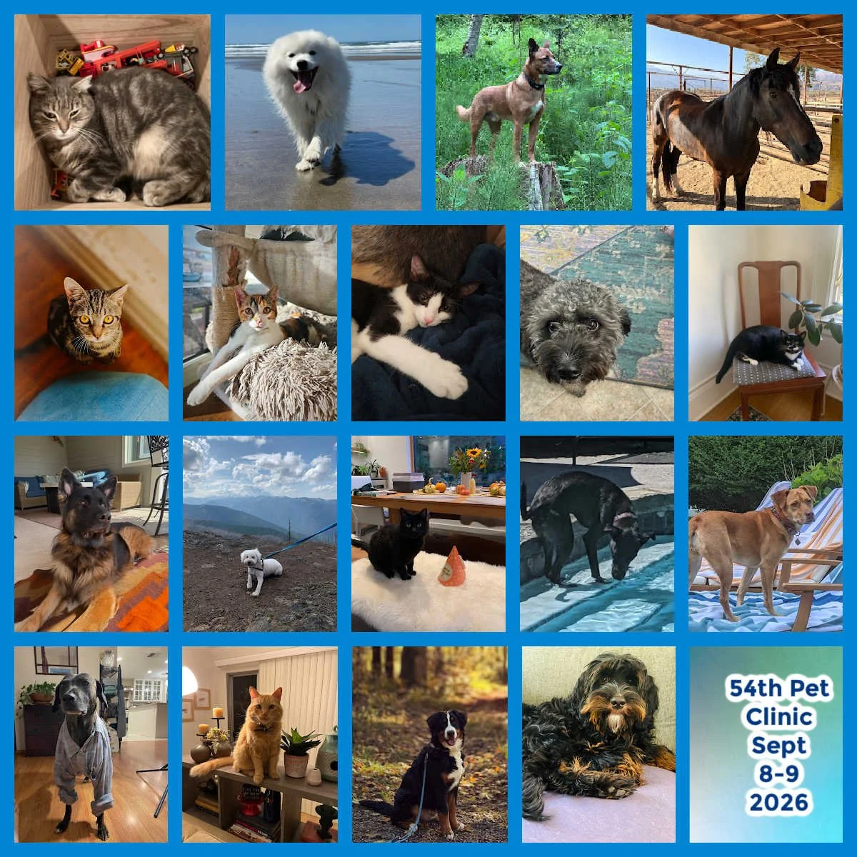 Pet Clinic September 8&amp;9 2026 - General Notes