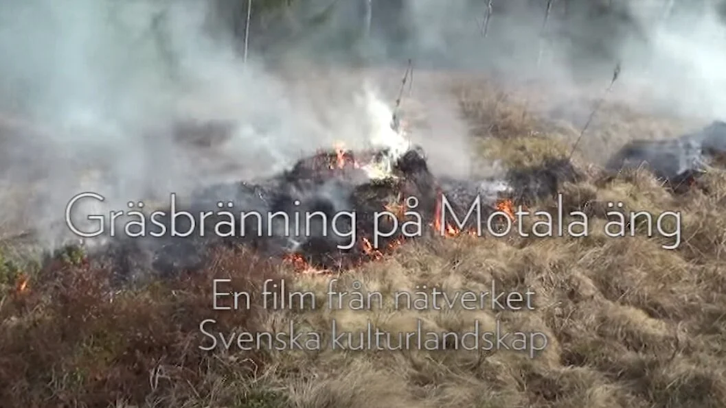 Gressbrenning er en tradisjonell skjøtselsmetode innen landbruket. Publisert av Hantverkslaboratoriet, 2018.