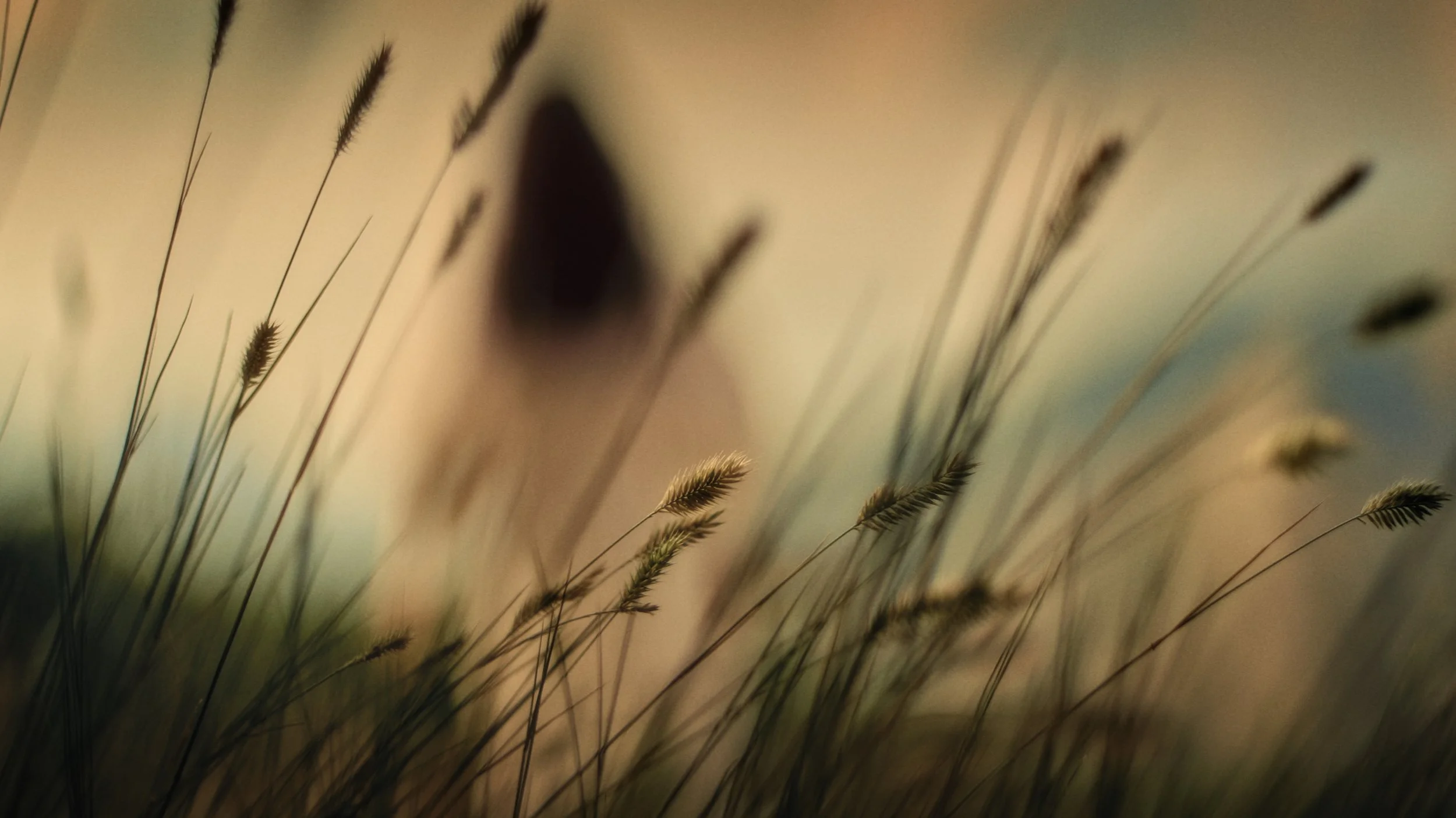 SamSargeant_DP_TheMeadow2.jpg