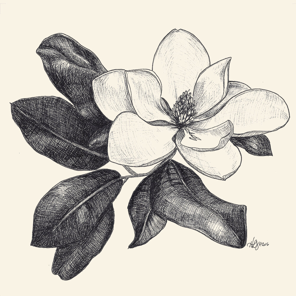 Magnolia Blossom.jpg