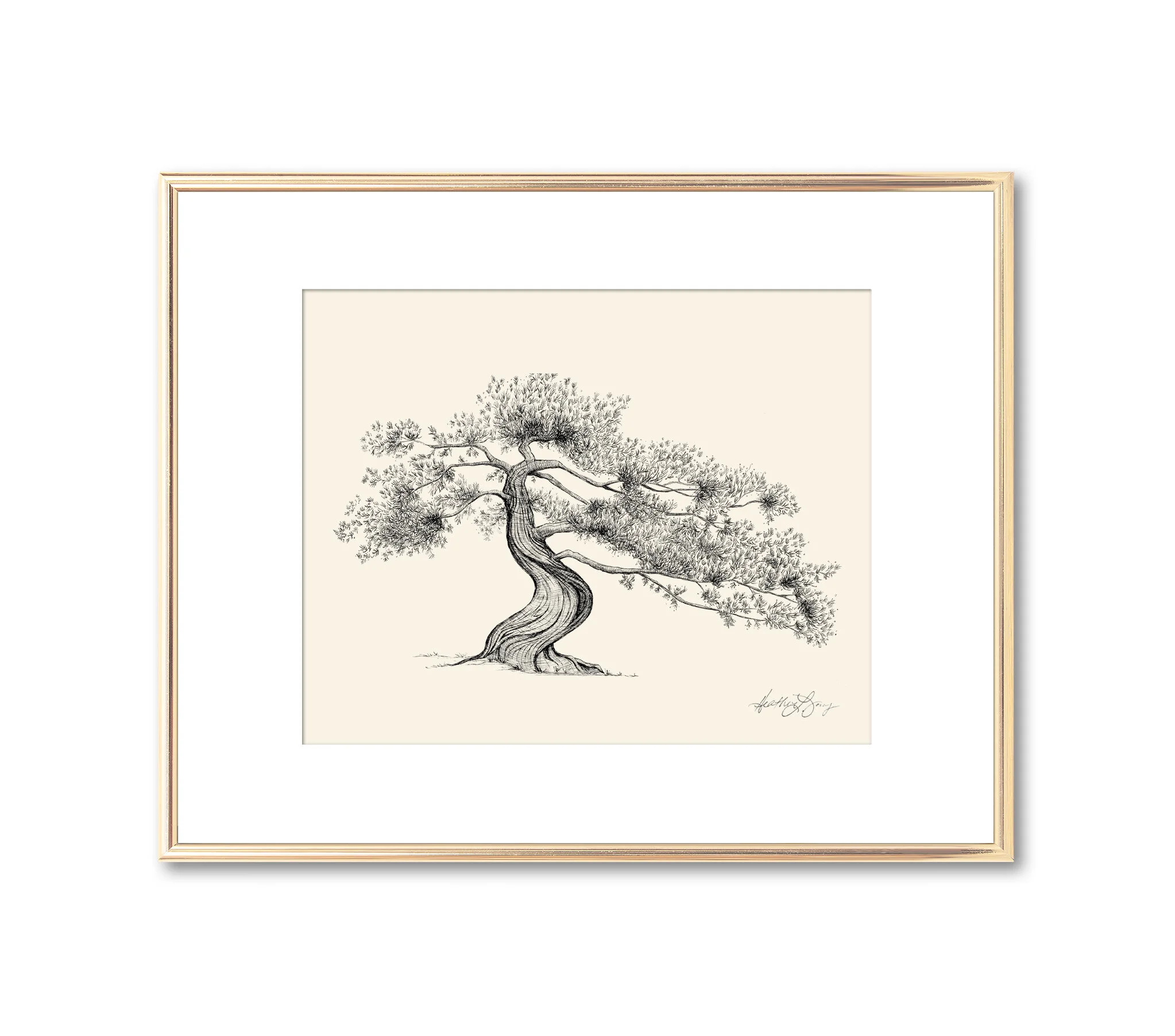 Juniper Tree Pen and Ink Drawing - Fine Art Print