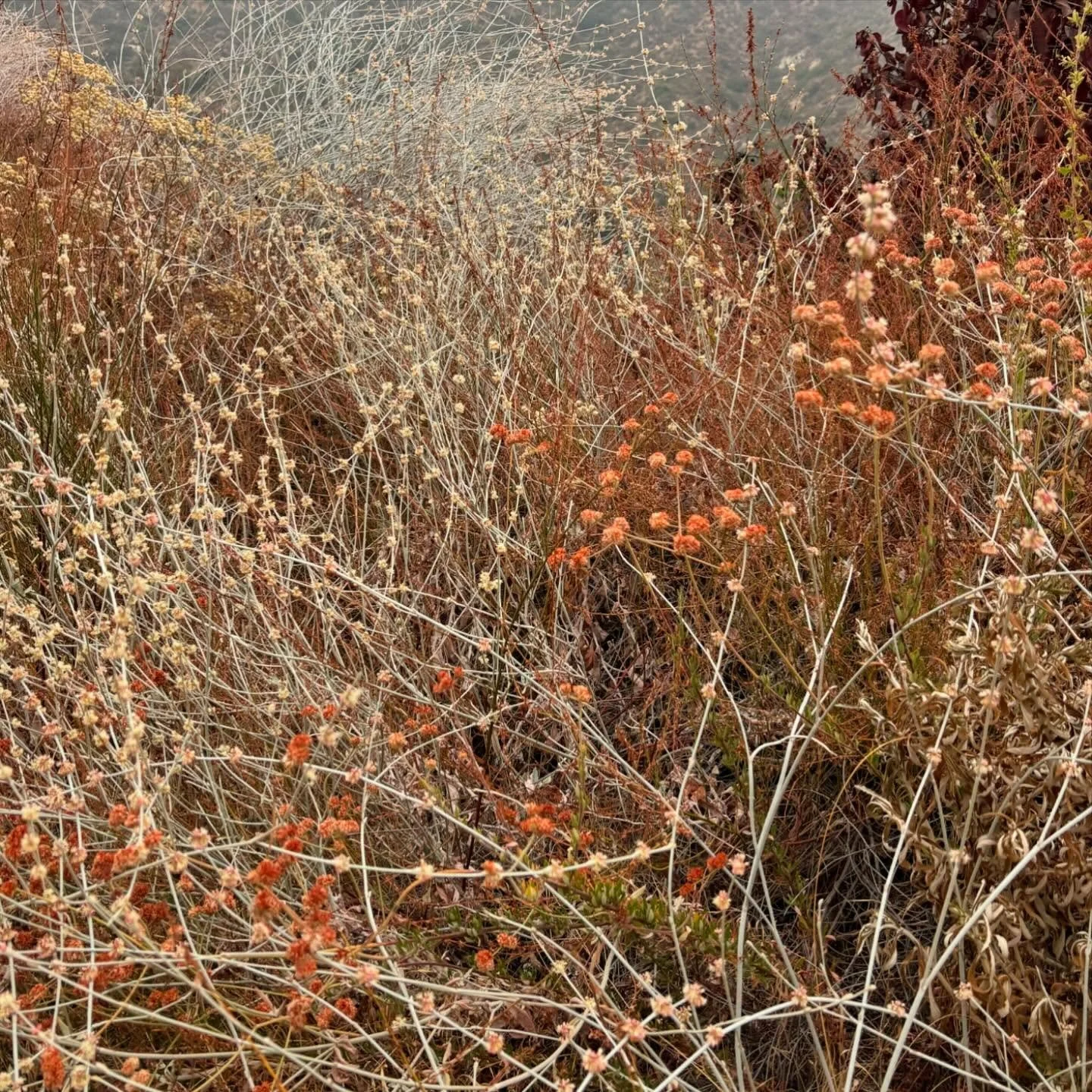Rosy rust, dusty gold, cool grey, pale pink, ice blue ...

 these colors out in our magnificent mountains right now are just blowing me away. So subtle and gorgeous, makes me itchy to paint.
.
.
.
#verdugomountains #nativeflowers #californiaecology #