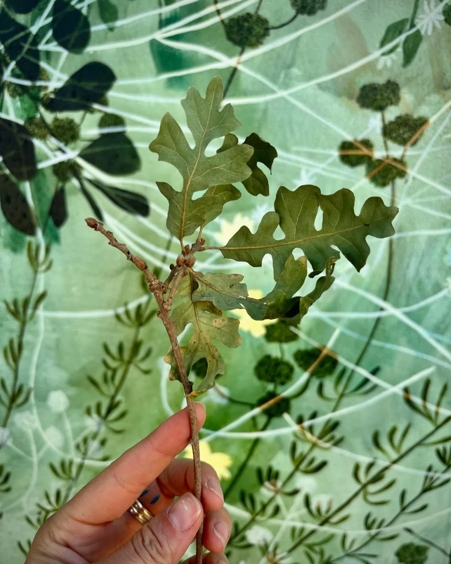 Join us! 

Tonight as the sun is setting we will share our vision, our fears, our hopes, alongside climate scientist, Dr Joana Tavares, as a part of @cla_arts_law Arts &amp; the  Environment webinar series. 

Link in bio to register 💚