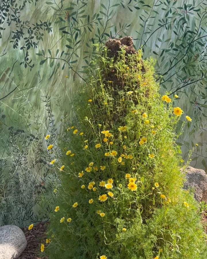 Our Griffith park Seed Spire story so far...

Right now this Seed Spire is covered in Tidy Tips! Such an optimistic little wildflower. What else will pop up? 💛