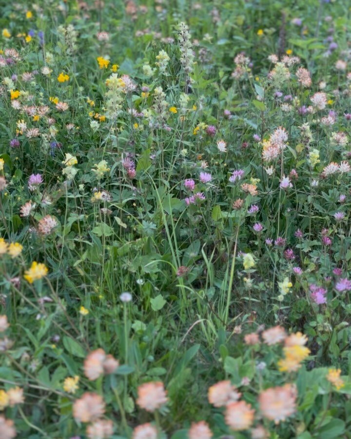 Goodbye August! 
Some standout moments / visions of this past month ...

1. fairy fields in the Swiss alps

2. black birthmarks on the rocks of the crystal kern river

3. buttery yellow curtains in the breakfast room in Badn-Badn

4. drawing an oak f