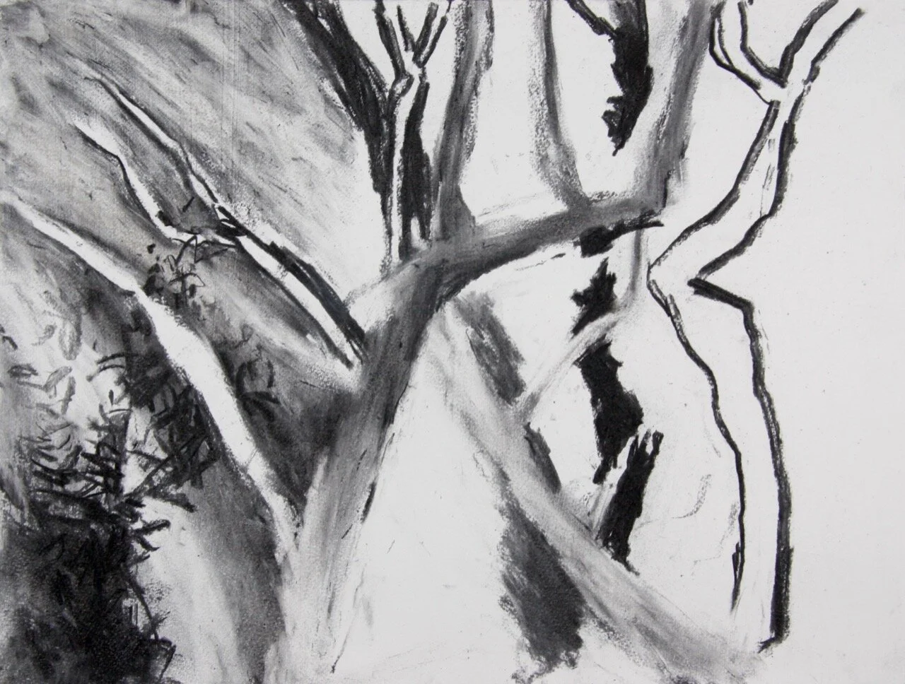 Cowan Bush (2021) charcoal on paper 39X51cm (Available)
