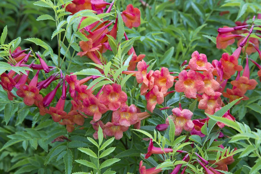 3 Gallon Bells of Fire™ Southern Living Plants — Apenberry's