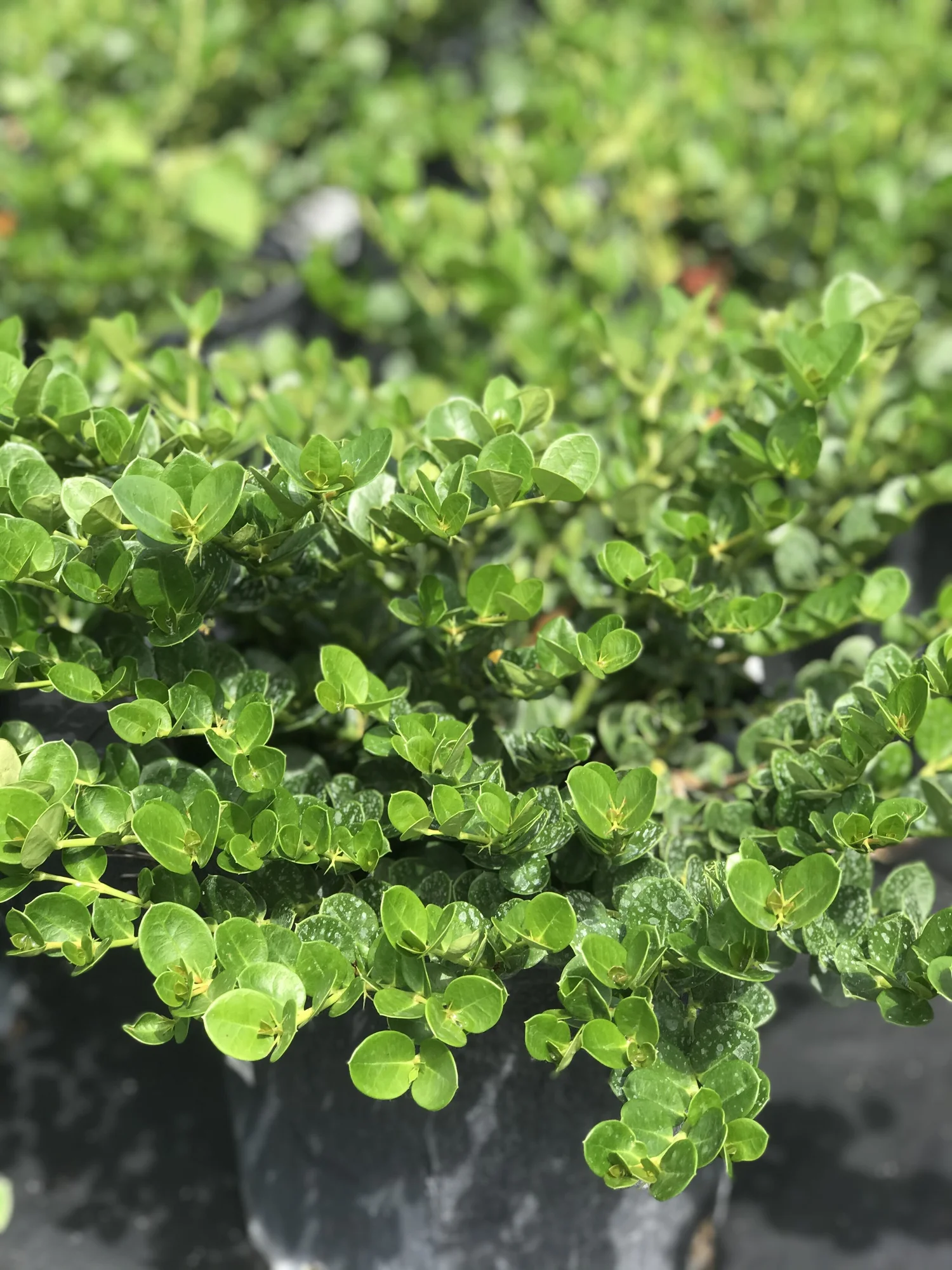 3 Gallon Carissa Boxwood Emerald Blanket Apenberrys Gardens