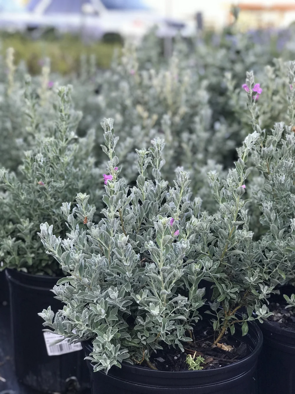 3 Gallon Texas Sage Apenberry s Gardens