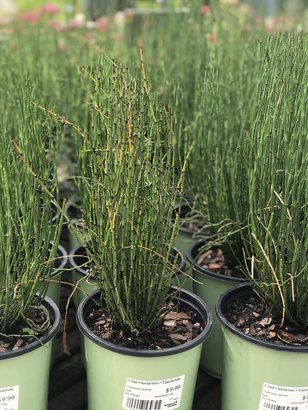 1 gallon horsetail reed — apenberry's gardens