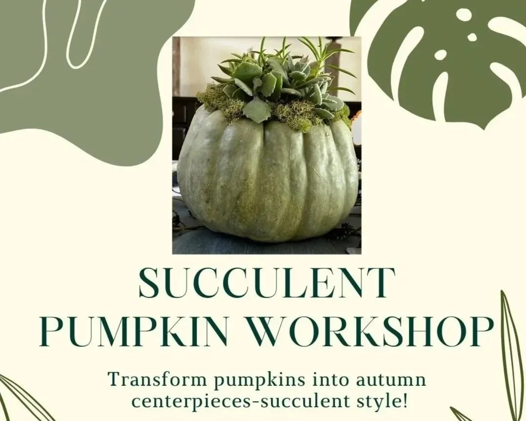 Succulent pumpkin workshop