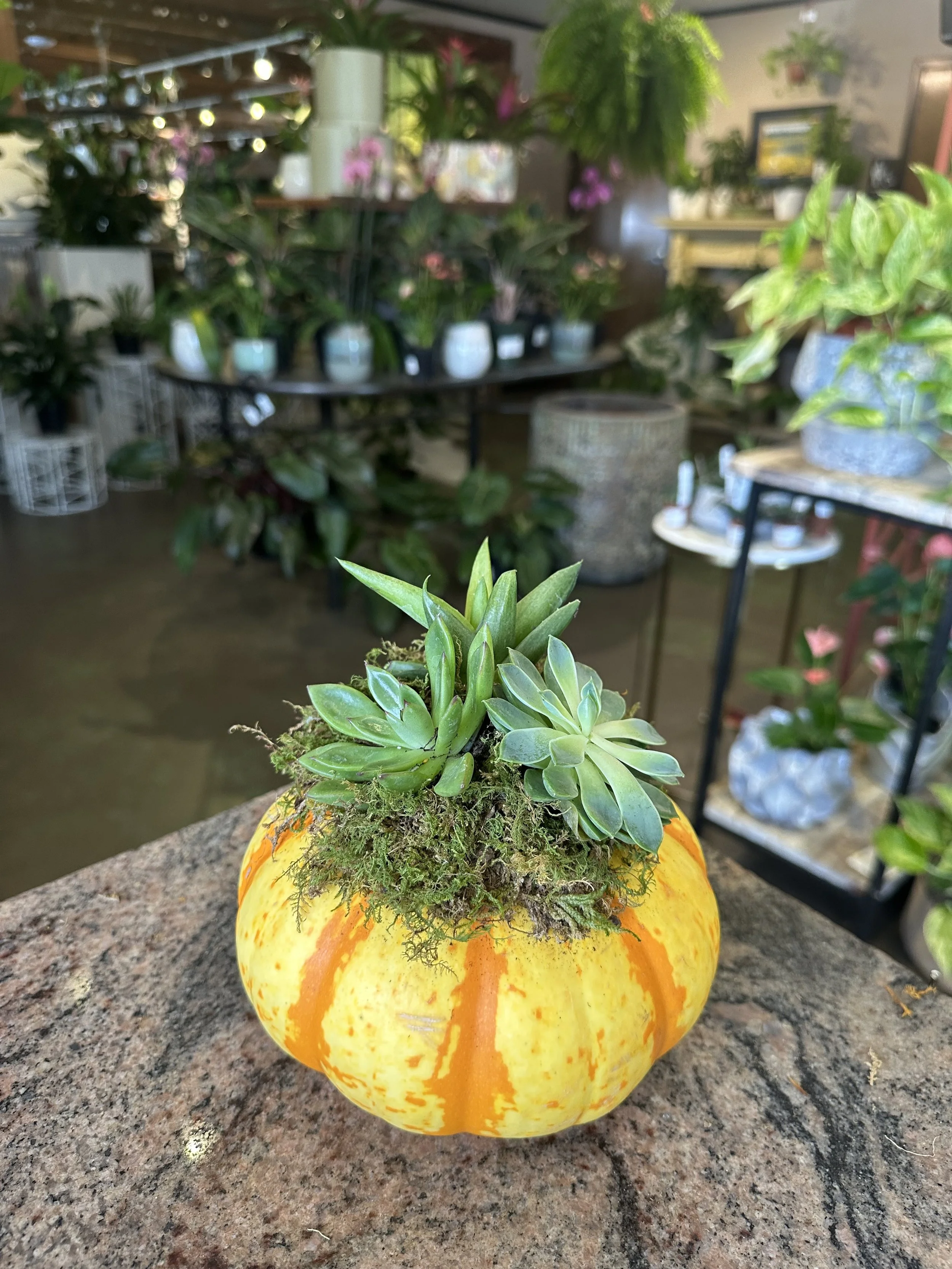 Succulent Pumpkin Workshop