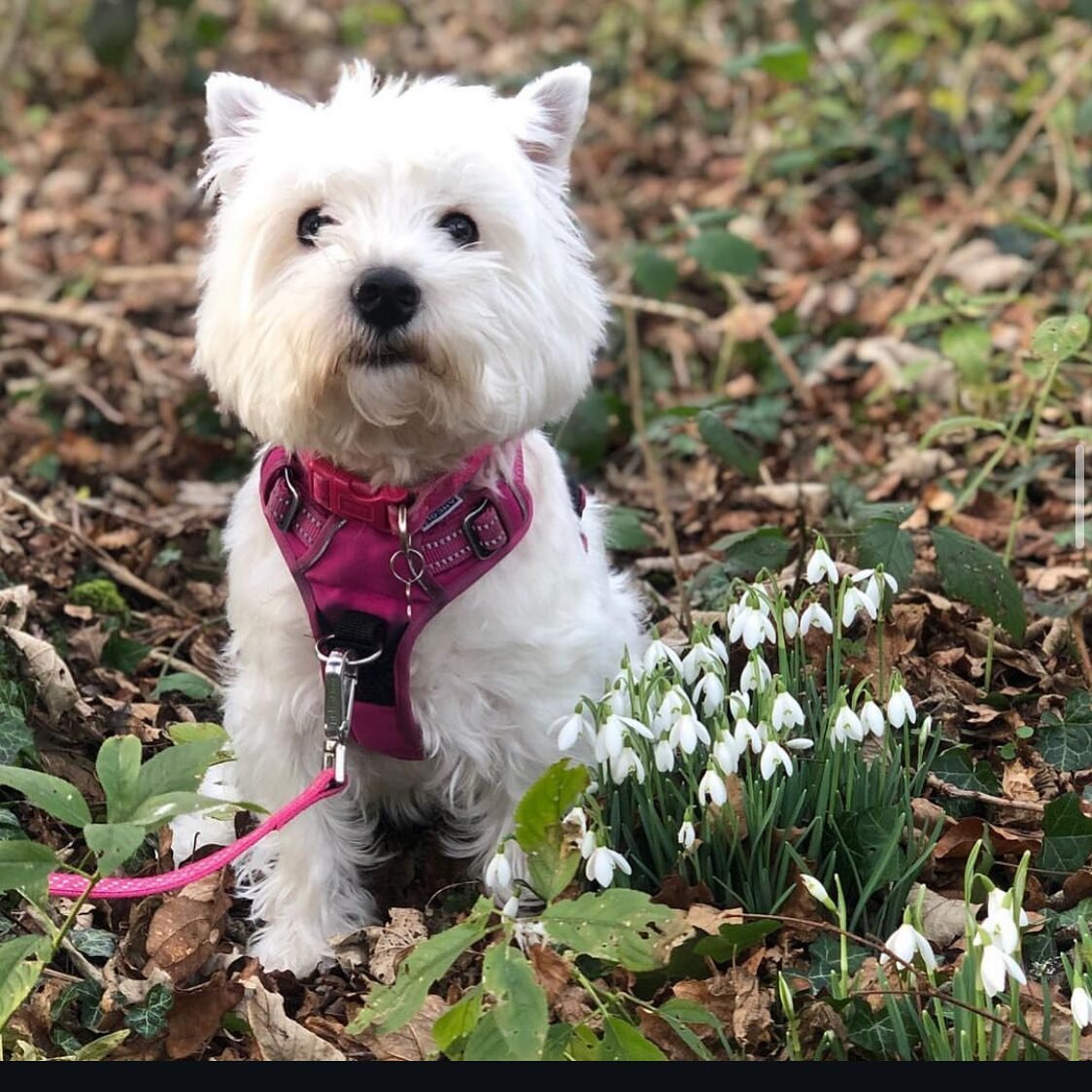 Today, I went to visit the snowdrops. They were so delicate, so beautiful, so chalky white, that some people found it hard to tell us apart. #butforfuturereference #imtheonewholikesdogbiscuits #westie #snowdrops #snowdrop #winter #winterwonderland #s