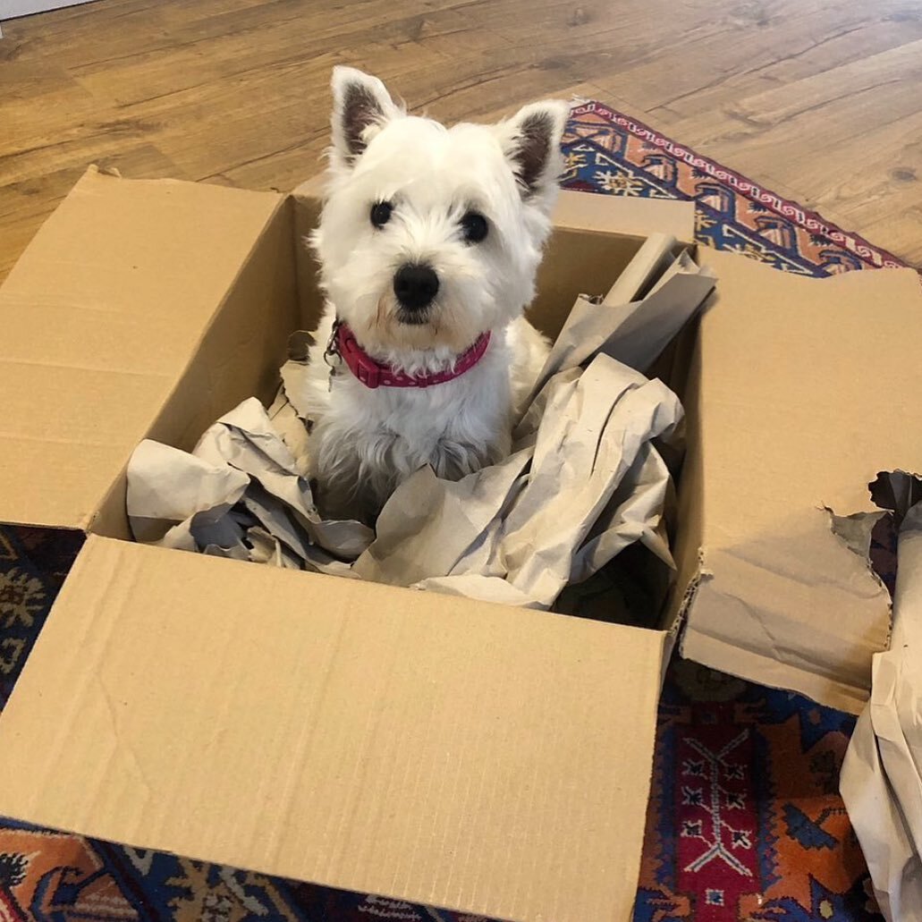 Today I had a horrible realisation. Not all parcels that our friendly postman brings to the house are for me. I had hoped this box would contain two squeaky dog toys, a box of gravy bones, a whole cooked chicken (or uncooked, I&rsquo;m not fussy), a 