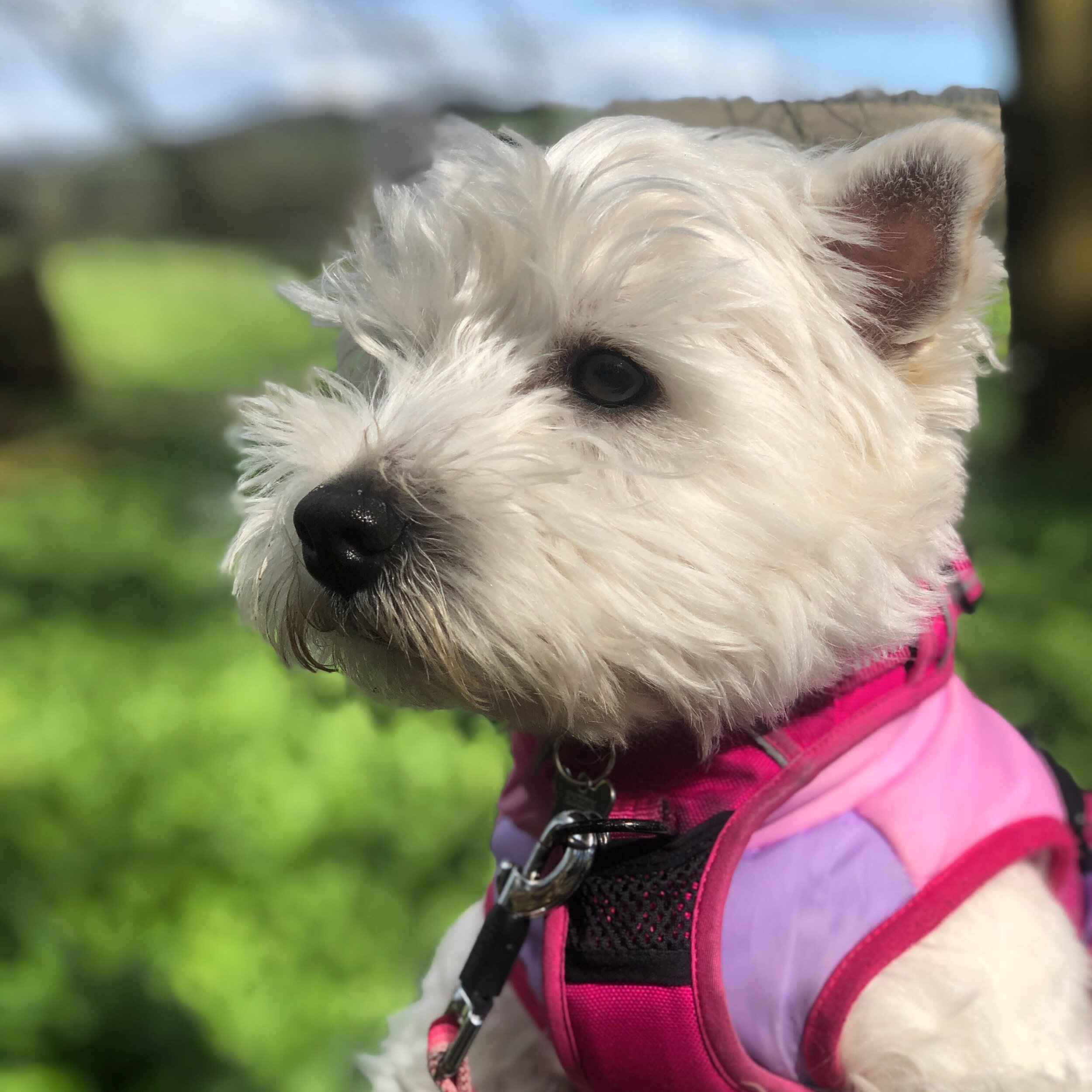 Pawtriat of Tartan at Lacock Abbey. #imeanlookatme #lordsnowden #couldnothavedoneabetterjob #hottie #westhighlandterrier #dog #dogsofinstagram #doggy #doggies #westiegram #westhighlandterrier #dog #pawtriat #portrait #portraitphotography