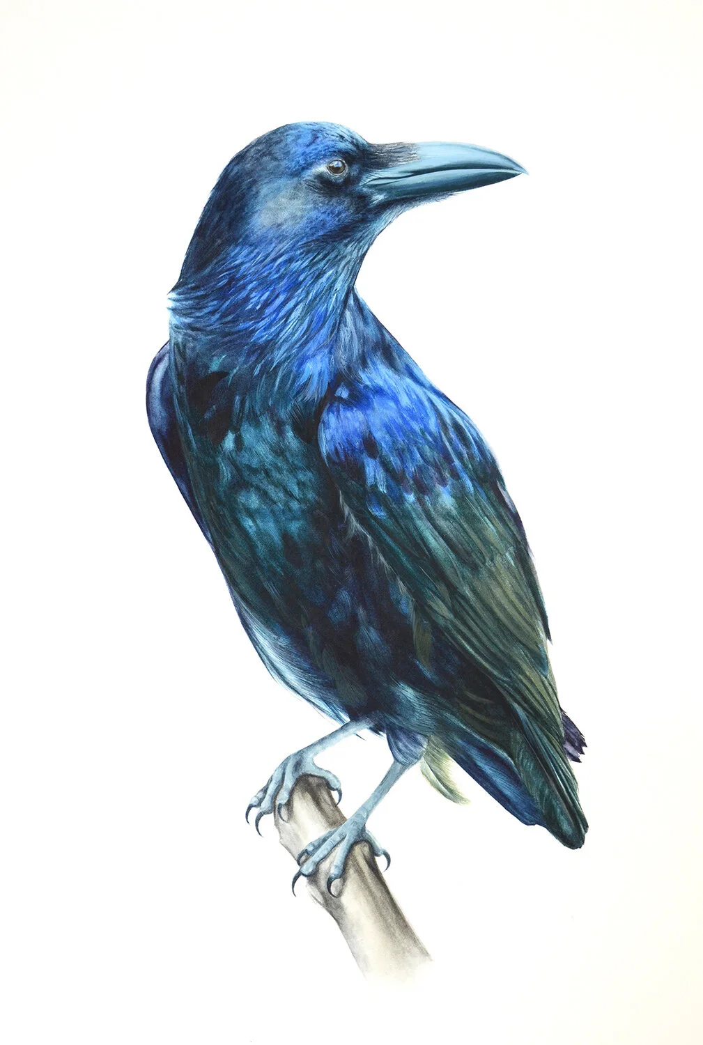 raven_ .jpg