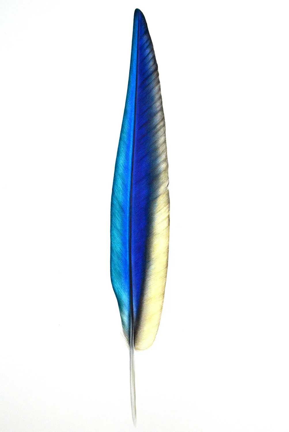 macaw_feather_lll.jpg