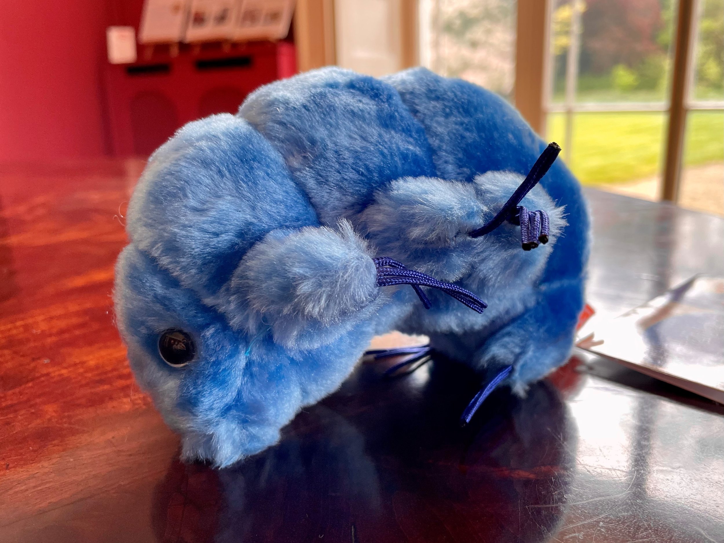 tardigrade.jpg