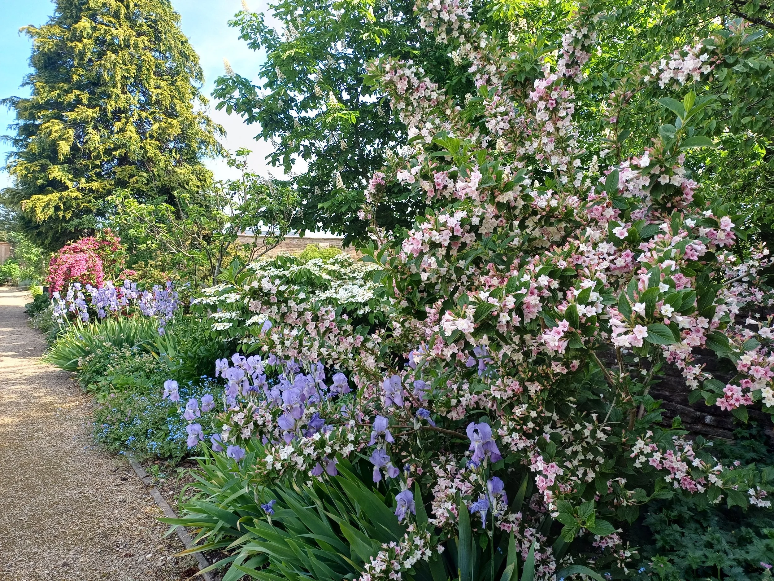 Garden summer 4.jpg