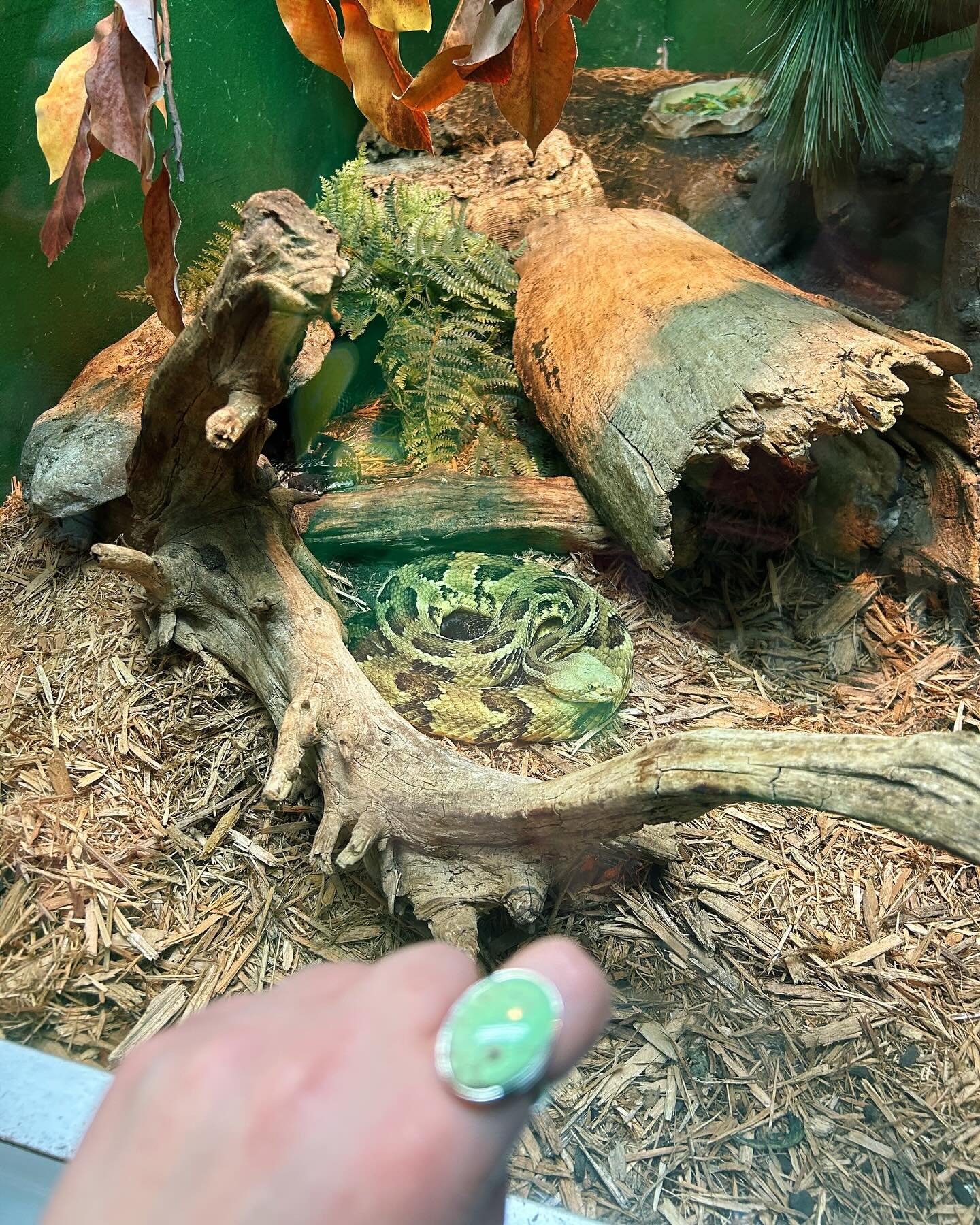 (Met a Lemon Chrysoprase-lookin' guy yesterday at the zoo) 🐍