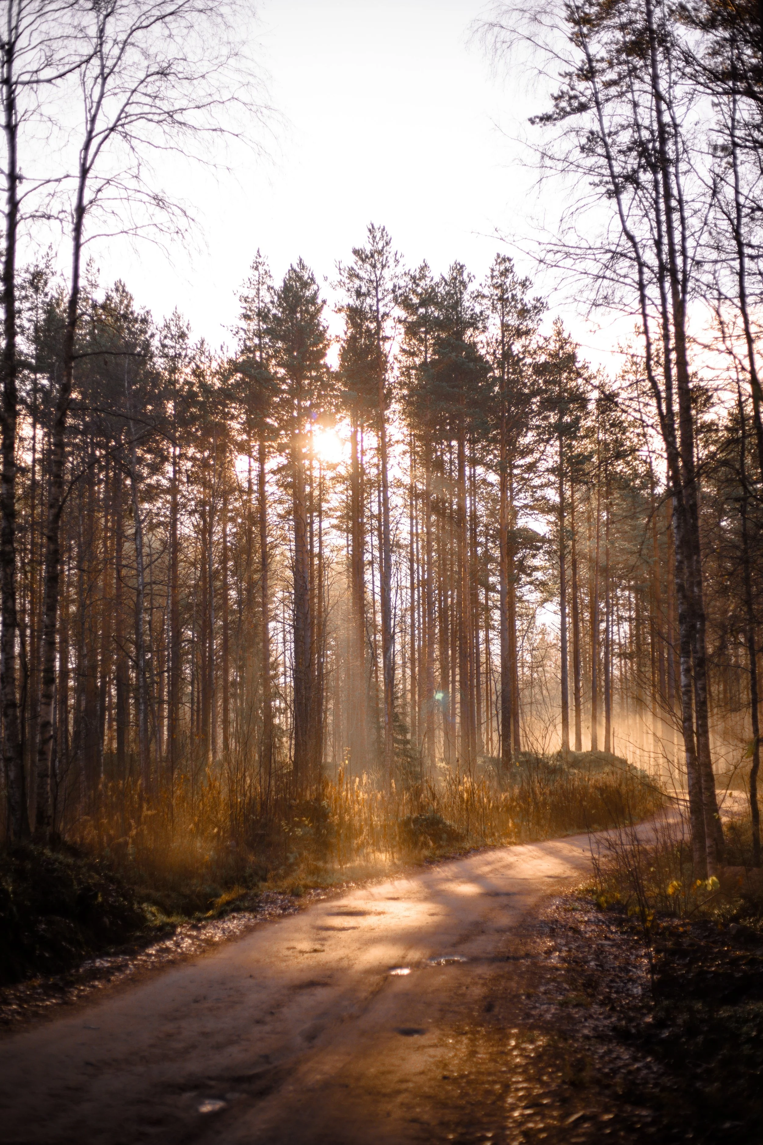 pexels-ekaterina-bolovtsova-5850083-trees with a path.jpg