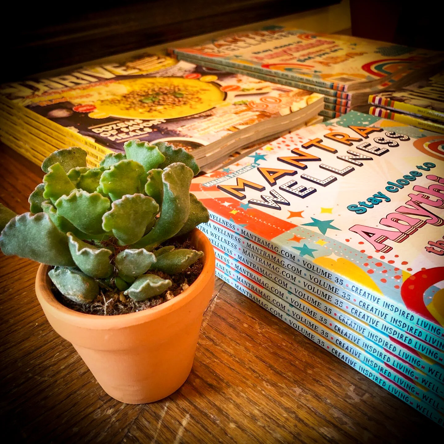 Photo of succulent and magazine giveaways