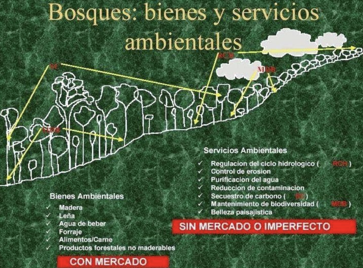 Bienes y Servicios del Bosque 