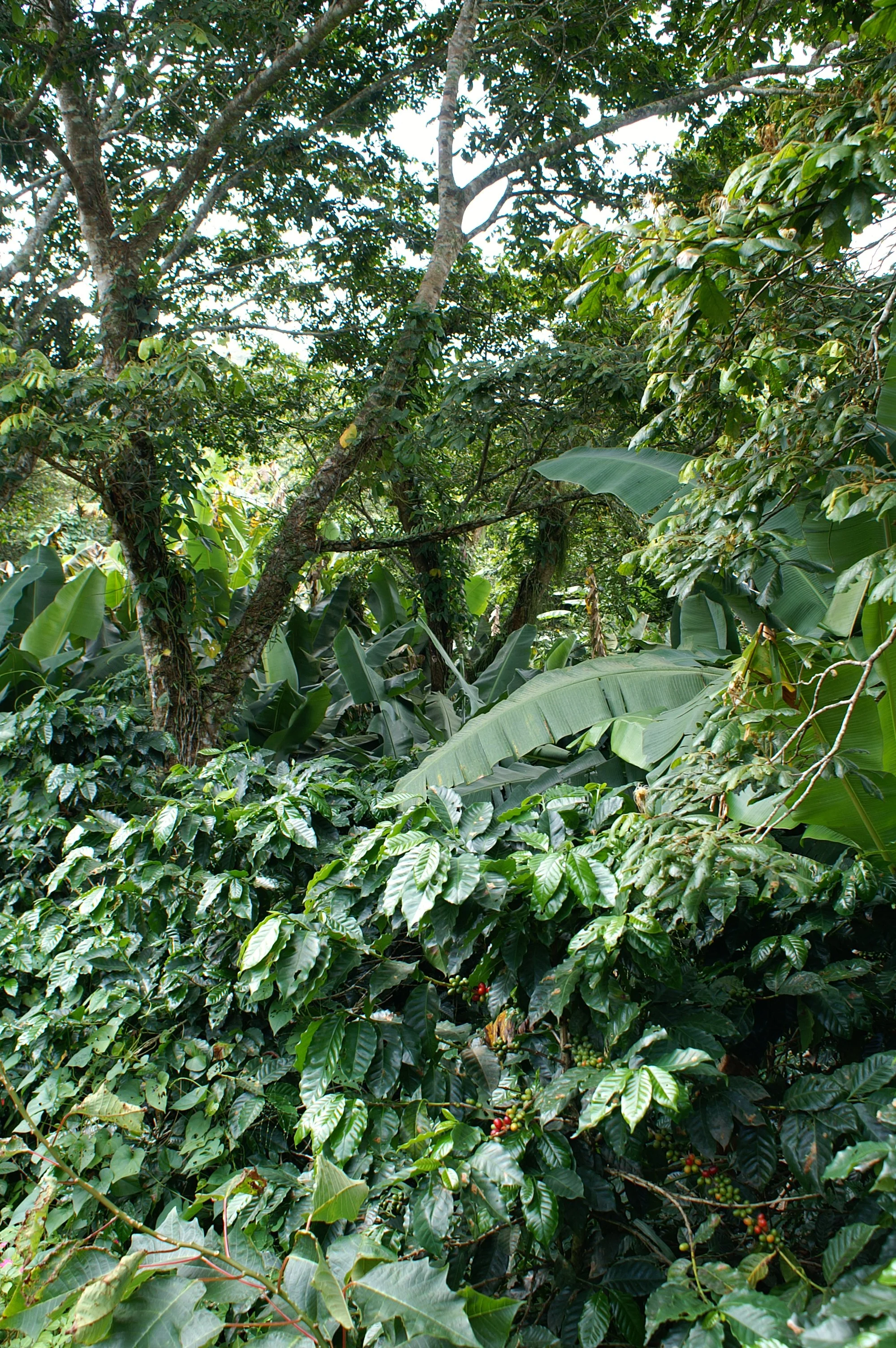 ¿Por qué un sector agroforestal y de manejo de bosques en la Asociación de Agricultores de Puerto Rico?
