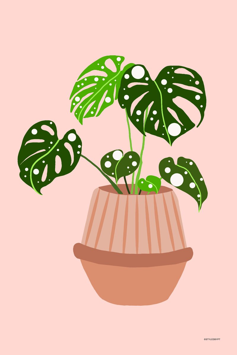 Monstera Pot