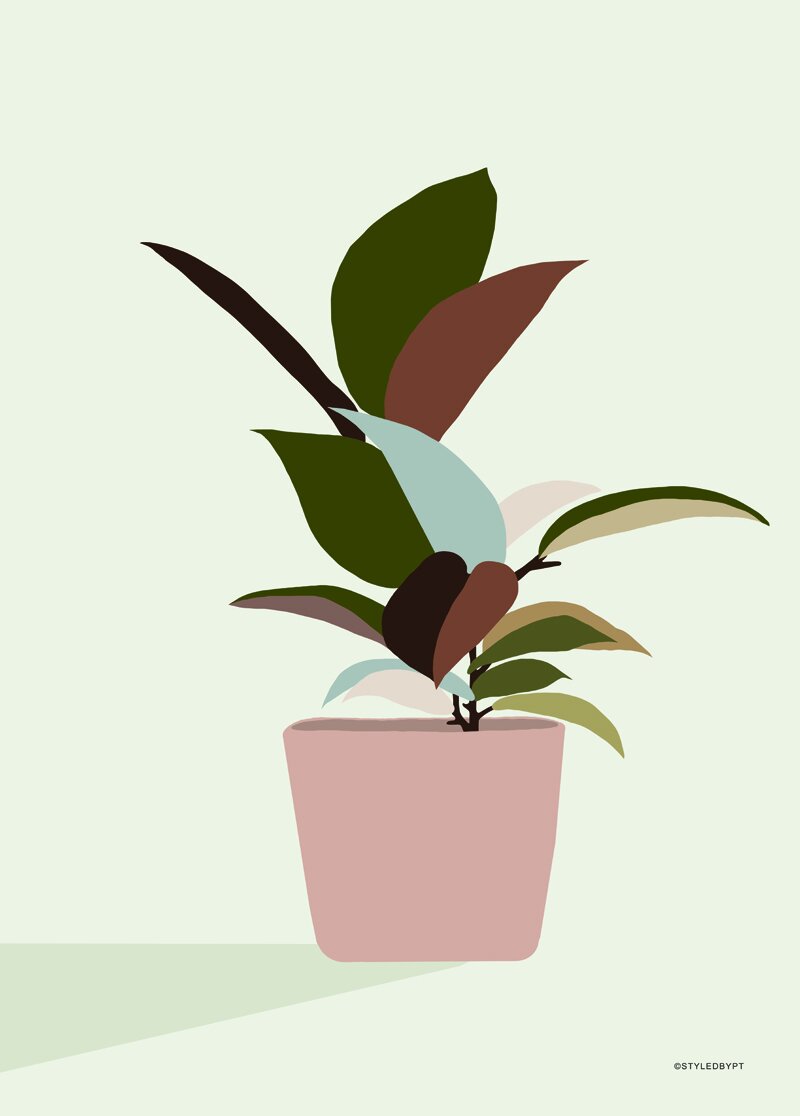 House Plant 1