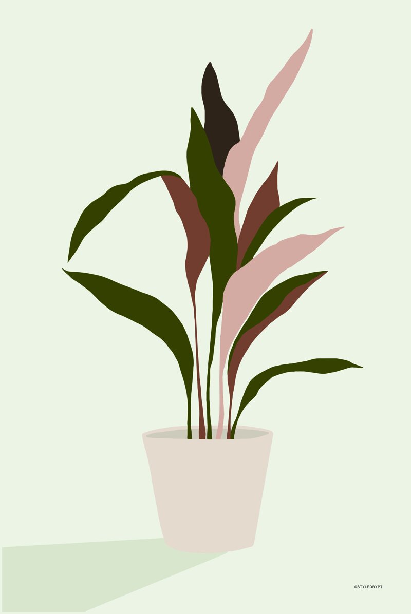 House plant 3