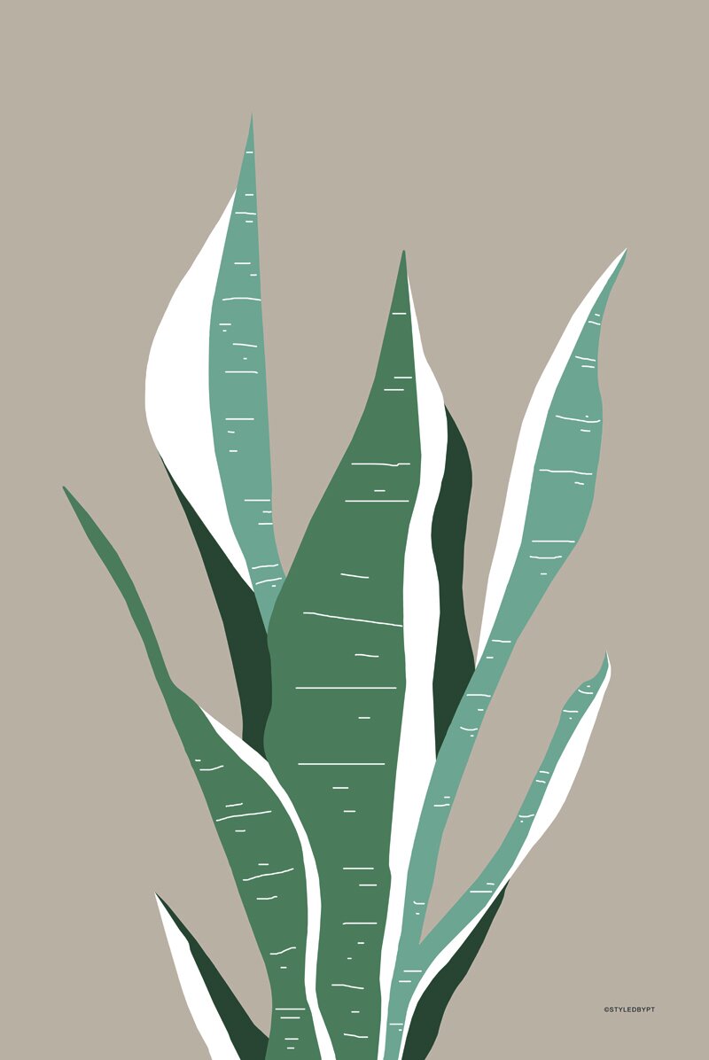 Snake Plant
