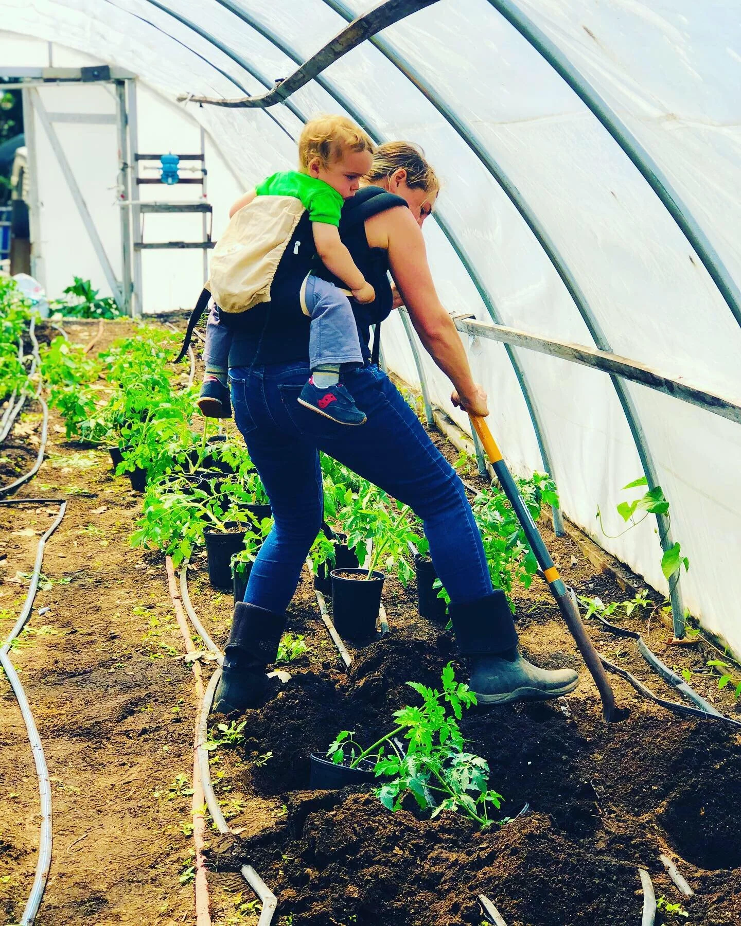 Maitland Mountain Farm