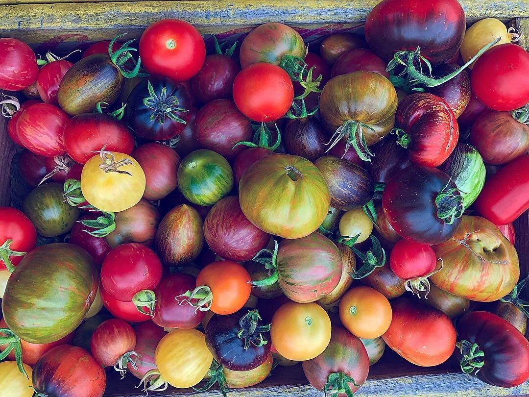 Maitland Mountain Farm