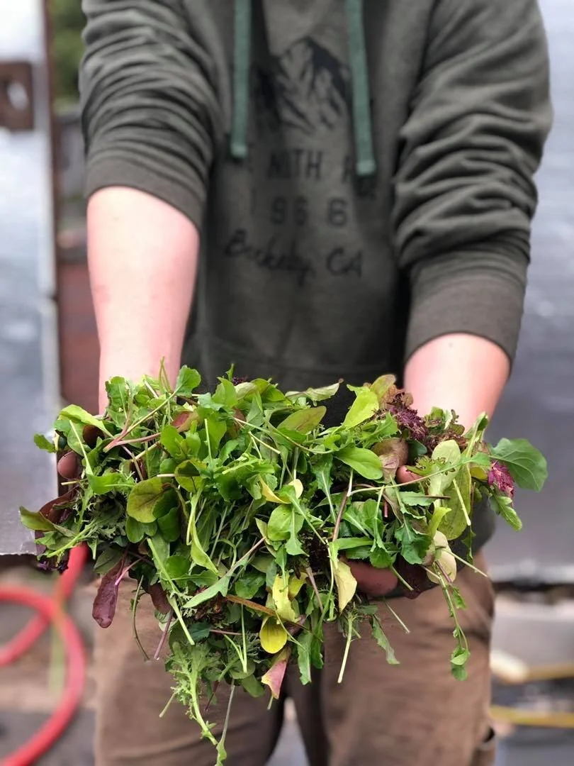 Maitland Mountain Farm