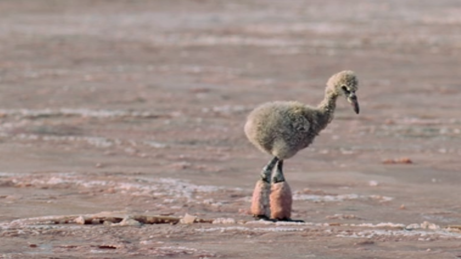 Flamingo vs Lamb