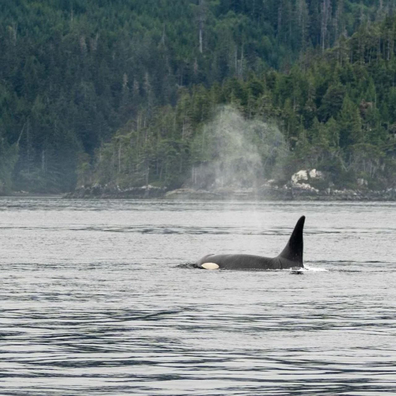 A great day of exploring North Vancouver Island.